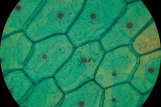 Plant cells